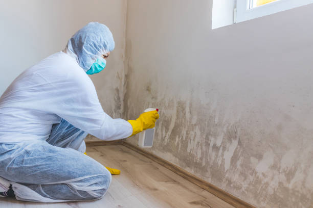Licensed Mold Testing service in Rockford, MN - WQB Mold Removal